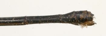 Media type: image; Entomology 12186   Aspect: abdomen dorsal view